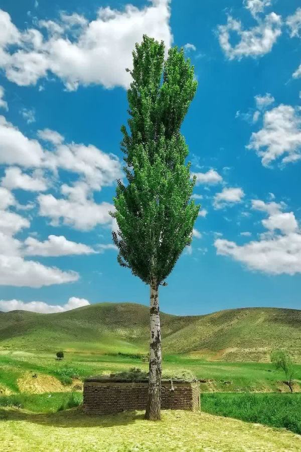 شیخیان 1